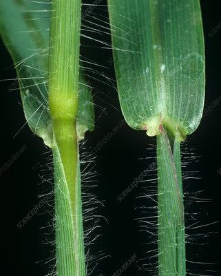 crabgrass ligule