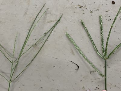 Two green grass seed heads with narrow spikelet-bearing branches on a pale surface