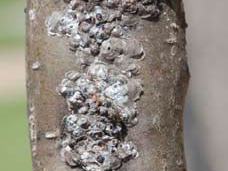 Bumps on Tree Branch