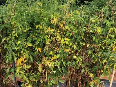 Green and Yellow Plant Wilting