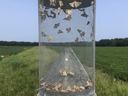 Moth trap