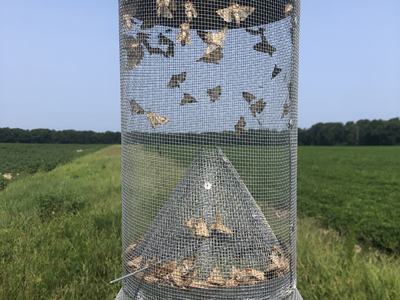 Moth trap