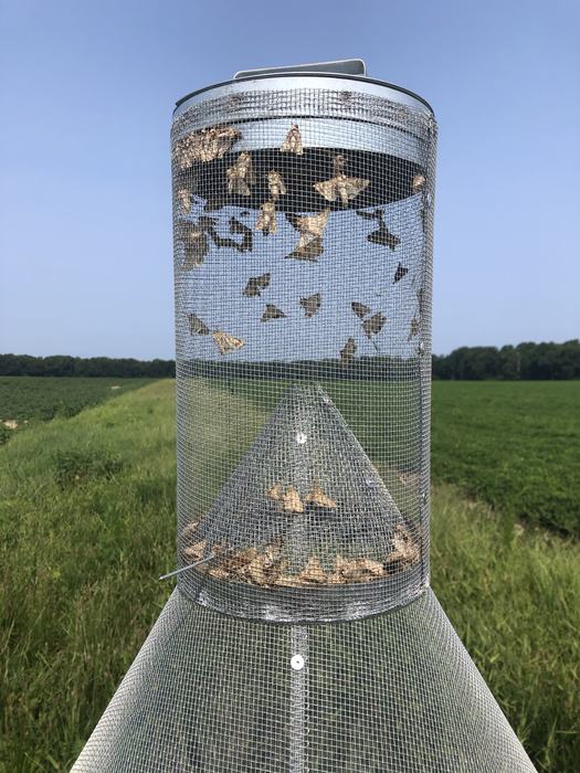 Moth trap