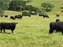 Herd of black cattle grazing and standing in a grassy pasture with scattered trees