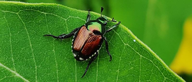 image of Japanese beetle on a leaf