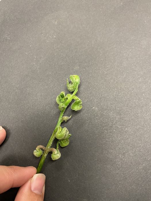 Symptoms of herbicide injury include: tightly twisted and bent shoots and petioles.