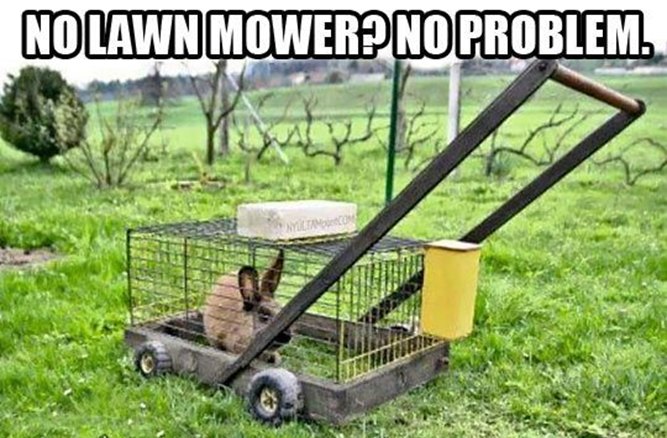 Funny image for rabbit mower