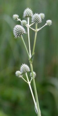 image of rattlesnake master 