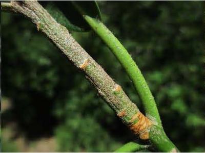 Up-close view of plant stems