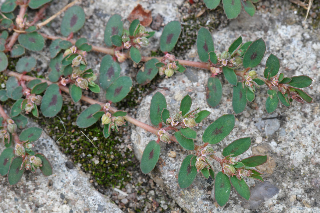 images of spotted spurge