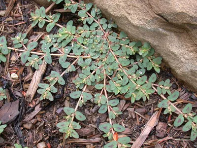 Prostrate groundcover with small oval green leaves and red stems beside a rock