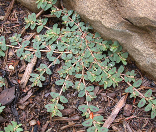 Spotted spurge next to a rock