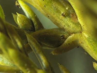 Spruce spider mites on a juniper branch