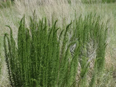 image of tall weed