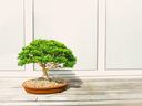 bonsai tree