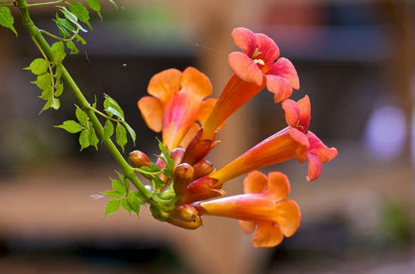 image of trumpet creeper