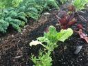 Vegetable Garden