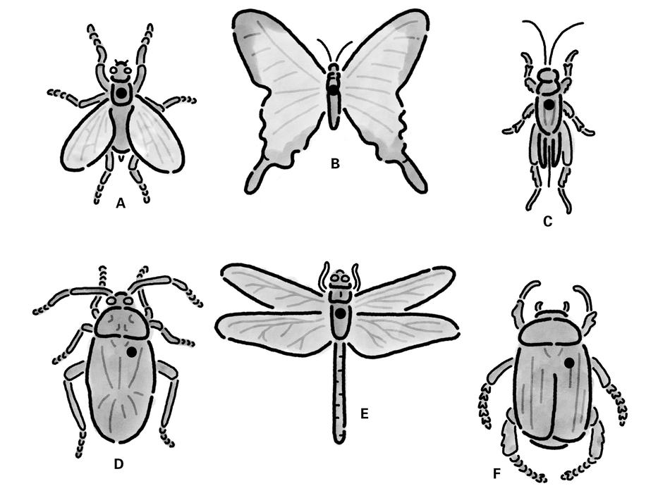 Diagram showing the placement of insect pins. Note the the pin is usually just slightly to the right of the midline of the insect