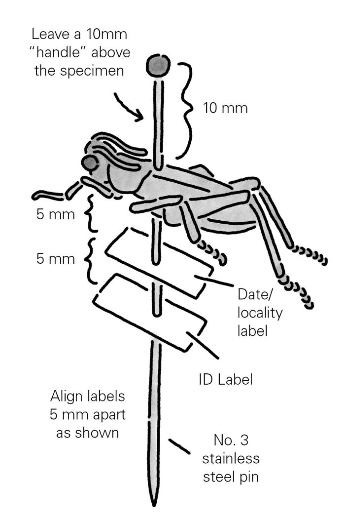 When labeling insects be sure to have enough space on the pin to the top of the insect and the labels should be about 5mm apart