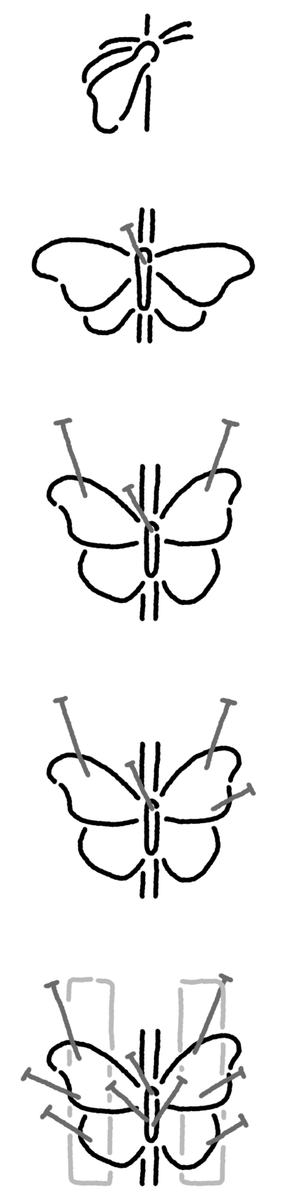 Diagrams to spread butterfly and moth wings