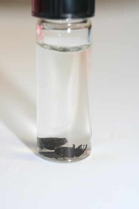 vial with insects