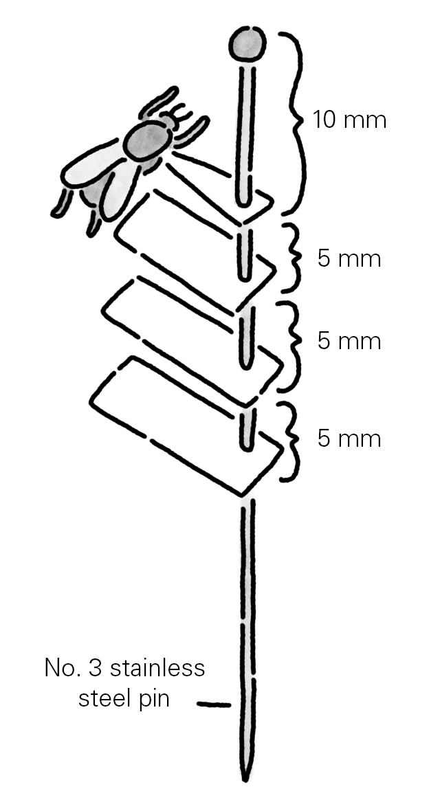 diagram of an insect pinned with labels