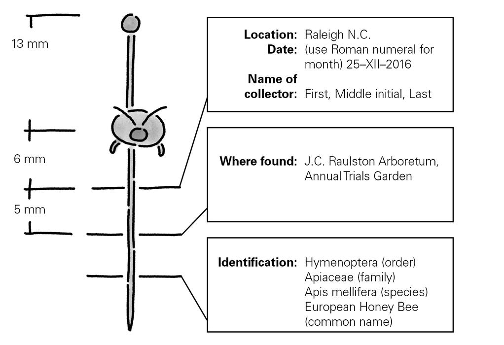 Example of insect labels
