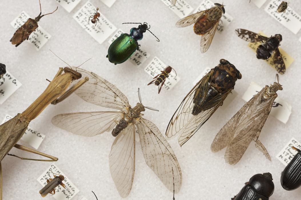 Image of pinned insects