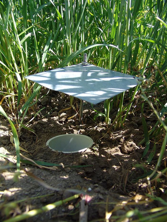 image of a pitfall trap