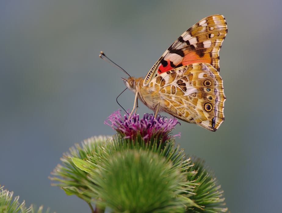painted lady butterfly