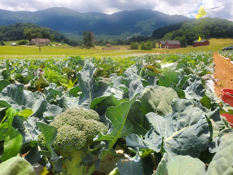 broccoli heading in field in mountains