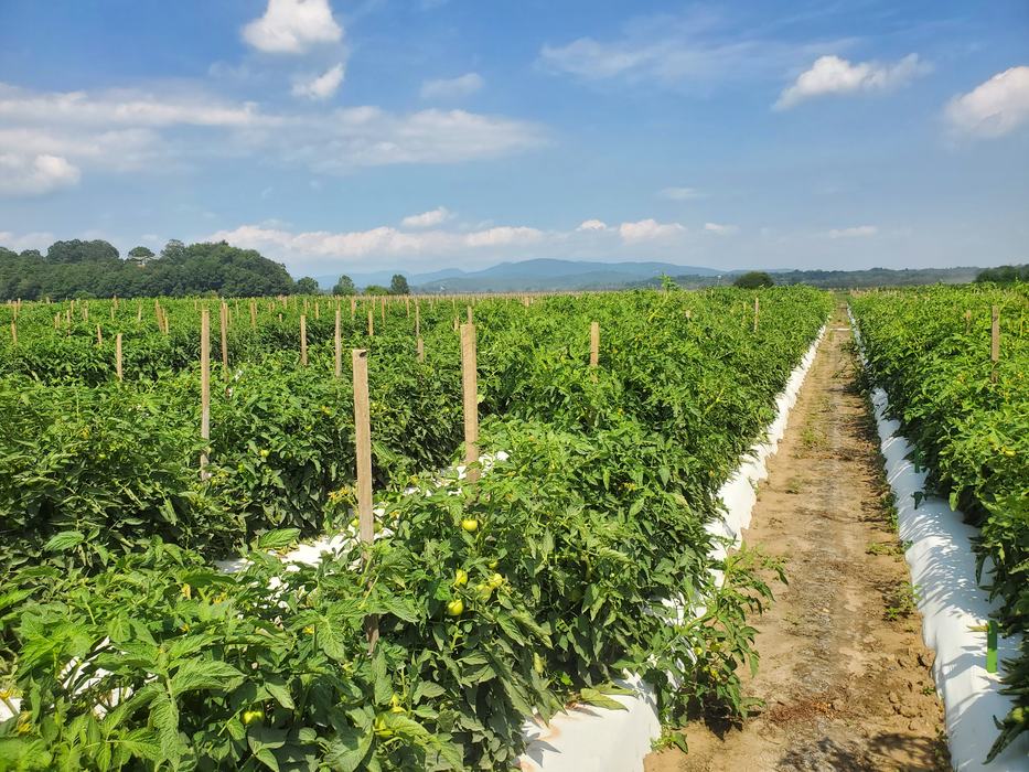 field of staked tomatoes