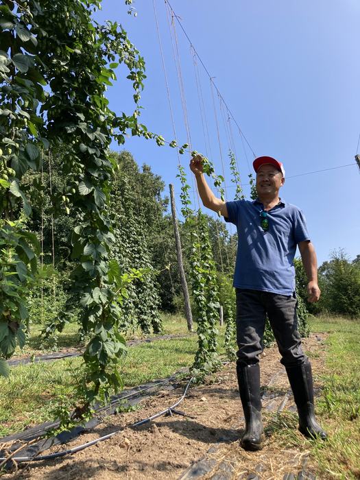 Luping Qu showing long side arem on hop plant