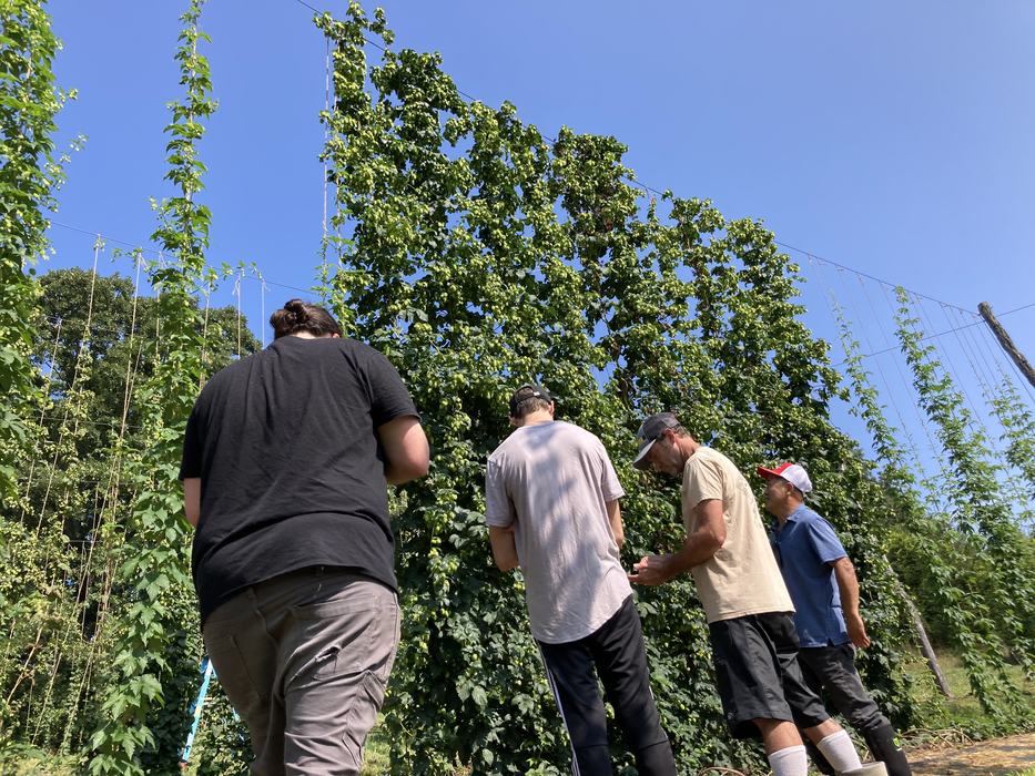 brewers looking at new hop lines at NC State
