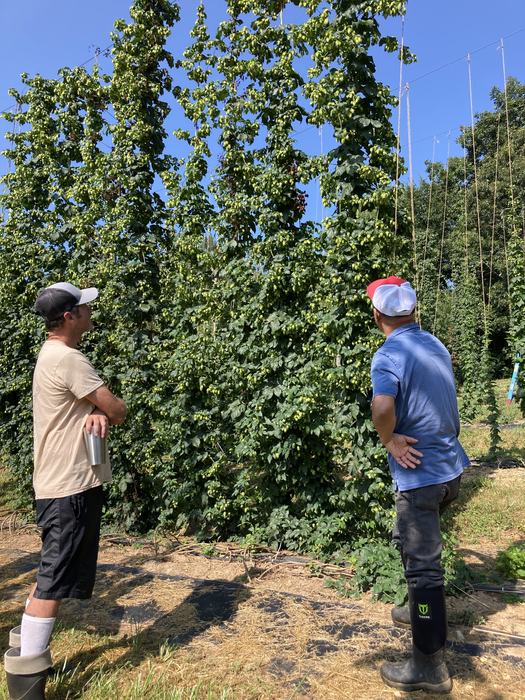 two brewers looking at NC State hops breeding lines