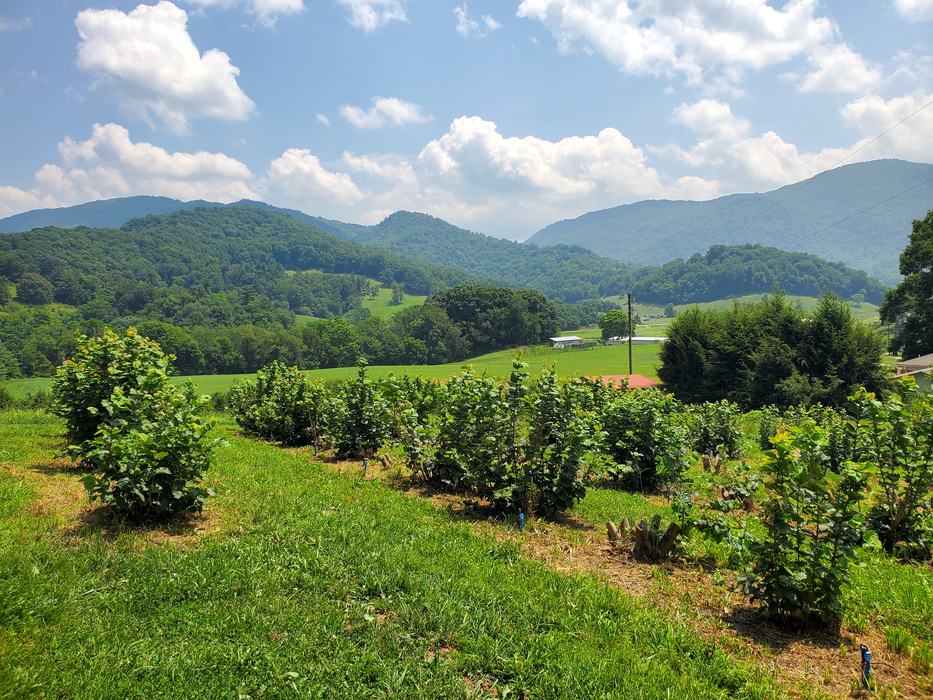 Filbert orchard inoculated with truffles
