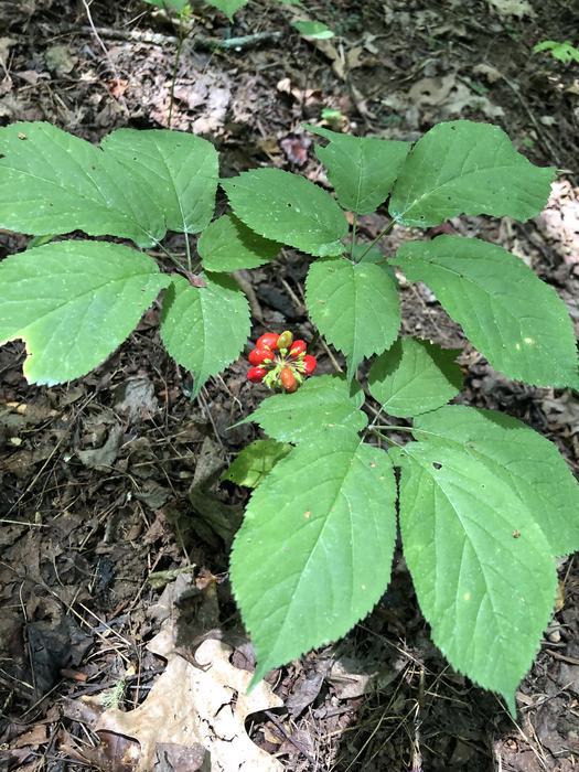 ginseng plant with fruit