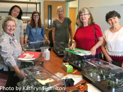 Master Gardener volunteers display their newly grafted tomato plants