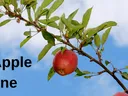 Rapid Apple Decline