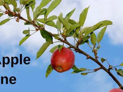 Rapid Apple Decline