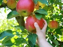 picking