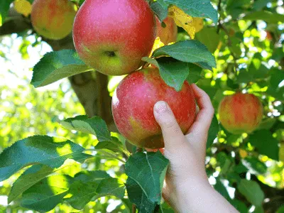 picking