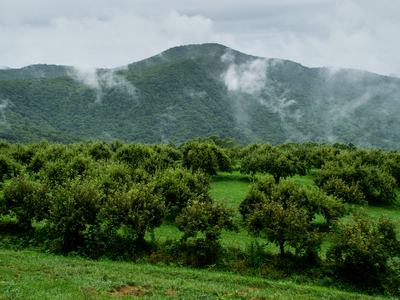 Apple orchard and mountains