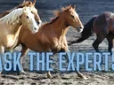 ask the experts