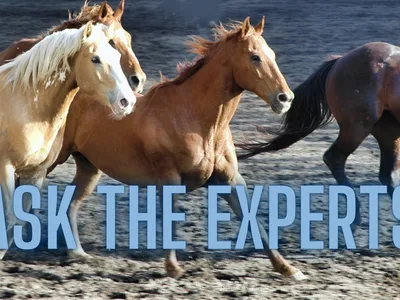 ask the experts
