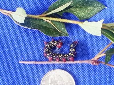 Azalea Caterpillar