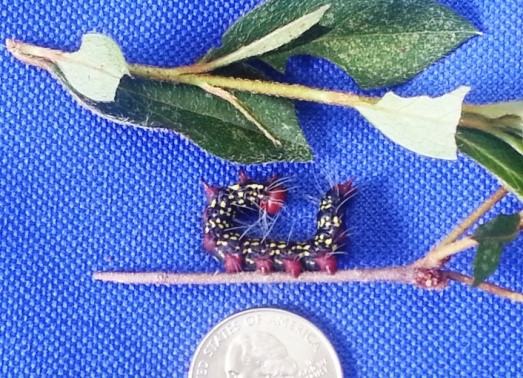 Azalea Caterpillar