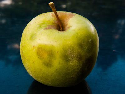 Brown marmorated stink bug damage on apple