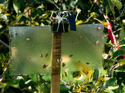 Brown marmorated stink bug trap