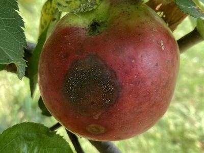 Bitter Rot on Apple